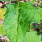 Solanum villosum Leaf