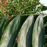 Oncocalamus mannii Leaf