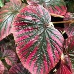 Begonia brevirimosa Leaf