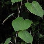 Vitis tiliifolia Ďalší
