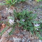 Astragalus sesameus Leaf