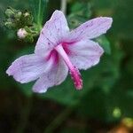 Urena lobata Λουλούδι