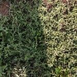 Solanum triflorum Blad