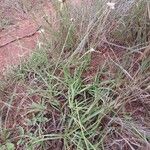 Cyperus niveus Συνήθη χαρακτηριστικά