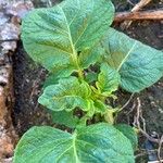 Solanum tuberosum Ліст