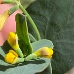 Coronilla scorpioides Kukka