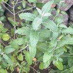 Teucrium heterophyllum 葉