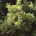Podocarpus Latifolius