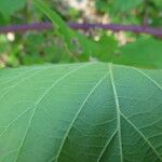 Rubus godronii Mosusu
