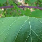 Rubus godronii पत्ता