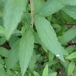 Spiraea japonica Leaf