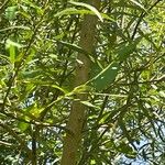 Salix viminalis Corteza