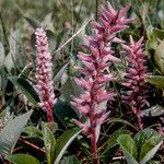 Salix glauca Blomma