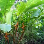 Heliconia bihai Blad