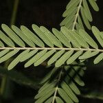 Sesbania herbacea Leaf