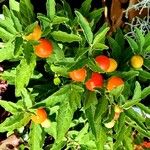 Solanum pseudocapsicum Листок