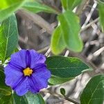 Lycianthes rantonnetii Flower