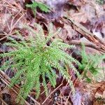 Lycopodium dendroideum Blatt