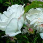 Rosa moschata പുഷ്പം