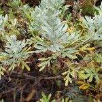 Artemisia thuscula Leaf