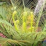 Cycas circinalis Folha