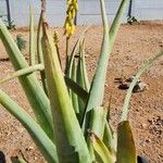 Aloe vera Lorea