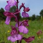 Anacamptis papilionacea Цвят