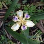 Trimezia northiana Flower