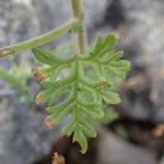 Teucrium botrys Leaf