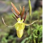 Phragmipedium longifolium Flower