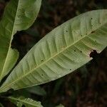 Hebepetalum humiriifolium Leaf