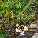 Libertia paniculata Flor