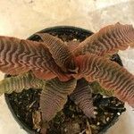 Cryptanthus zonatus Blad