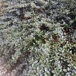 Ceanothus thyrsiflorus Habit