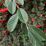 Cotoneaster coriaceus Levél