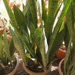 Dracaena zeylanica Листок