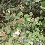 Ageratina adenophora Хабит
