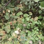 Ageratina adenophora Habit