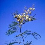 Acacia berlandieri Flower