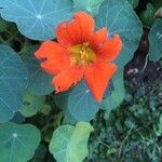 Tropaeolum peltophorumFlower