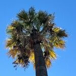 Washingtonia filifera Folha