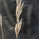 Helictochloa bromoides Mbuma