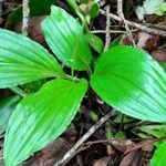 Liparis nervosa Hoja