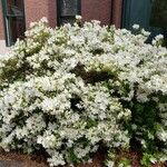 Rhododendron simsii Celota