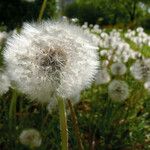 Taraxacum rubicundum Mbuma