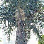 Dypsis robusta Corteza