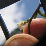 Sanrafaelia ruffonammari Flor