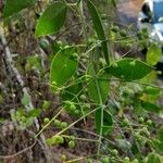 Salvadora persica Leaf