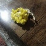 Helichrysum stoechas Květ
