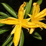 Erblichia odorata Λουλούδι